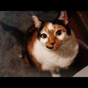 Meet your Posher, Joshua